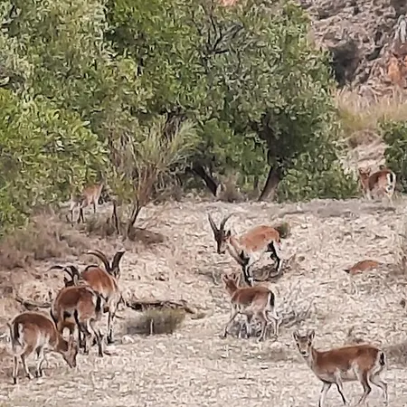 Cortijo El Chorreadero En Parque Natural Sierra De Cazorla Сasa de vacaciones Los Rosales (Jaen)